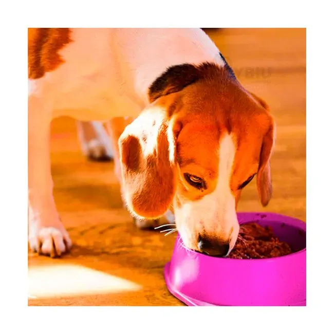 round  Shaped food bowl Pet Plastic food bowl (Random Color)  8 inch