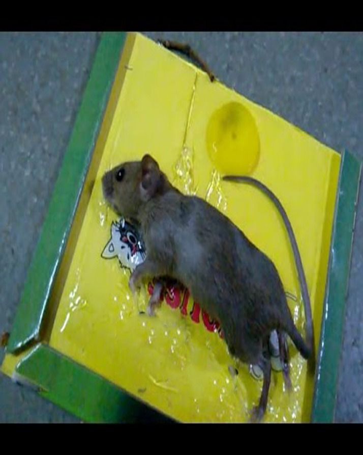 Reusable Expert Catch Mouse &amp; Rat Glue Catch Trap View Gallery - Pakistan