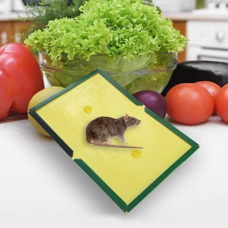 Reusable Expert Catch Mouse &amp; Rat Glue Catch Trap View Gallery - Pakistan