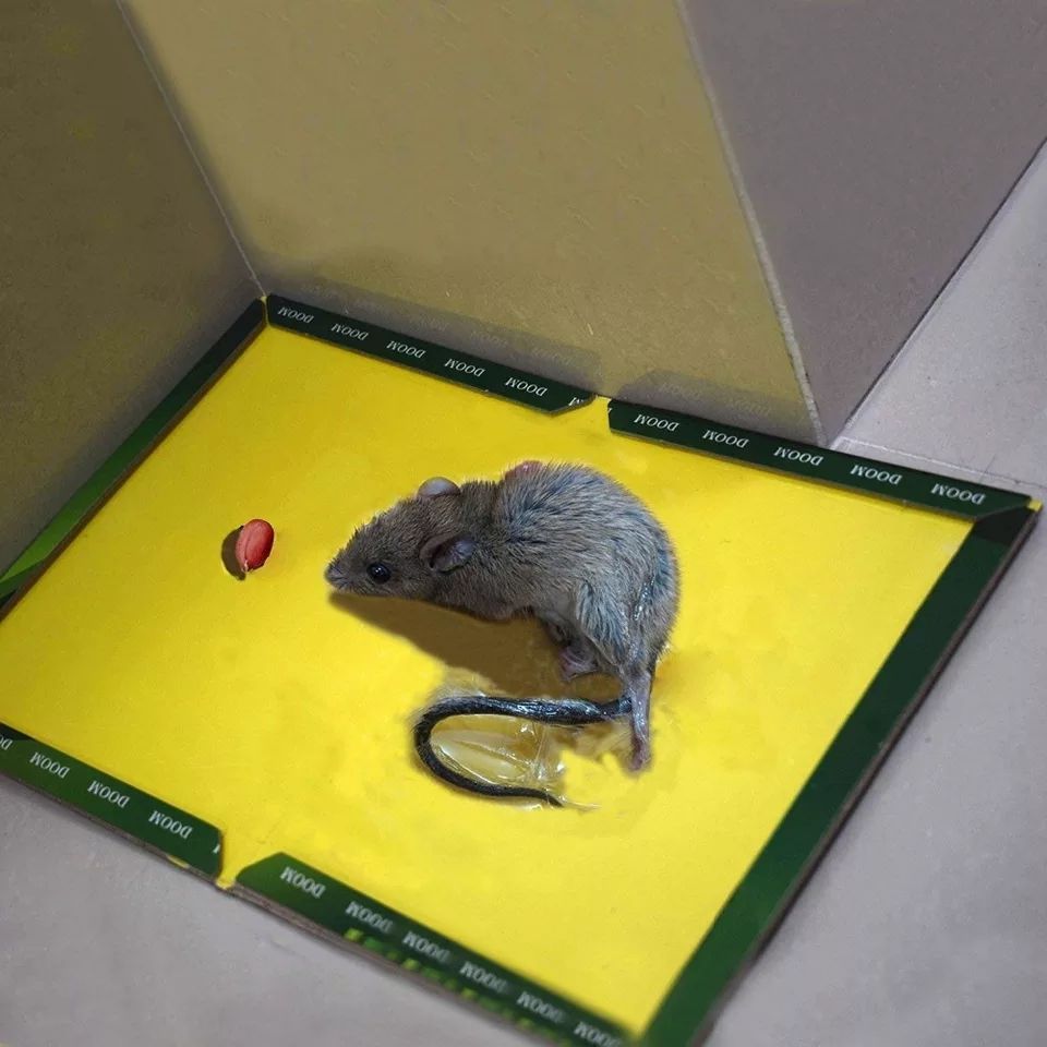 Mouse and Rat Glue Board  (Book Type) View Gallery - Pakistan